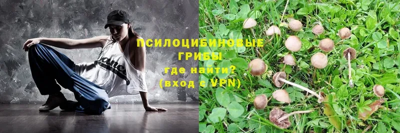 купить   Ветлуга  Псилоцибиновые грибы Cubensis 